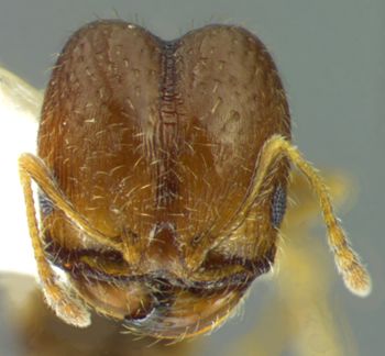 Media type: image;   Entomology 34420 Aspect: head frontal view